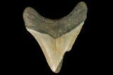 Bargain, Fossil Megalodon Tooth - North Carolina #124759-1